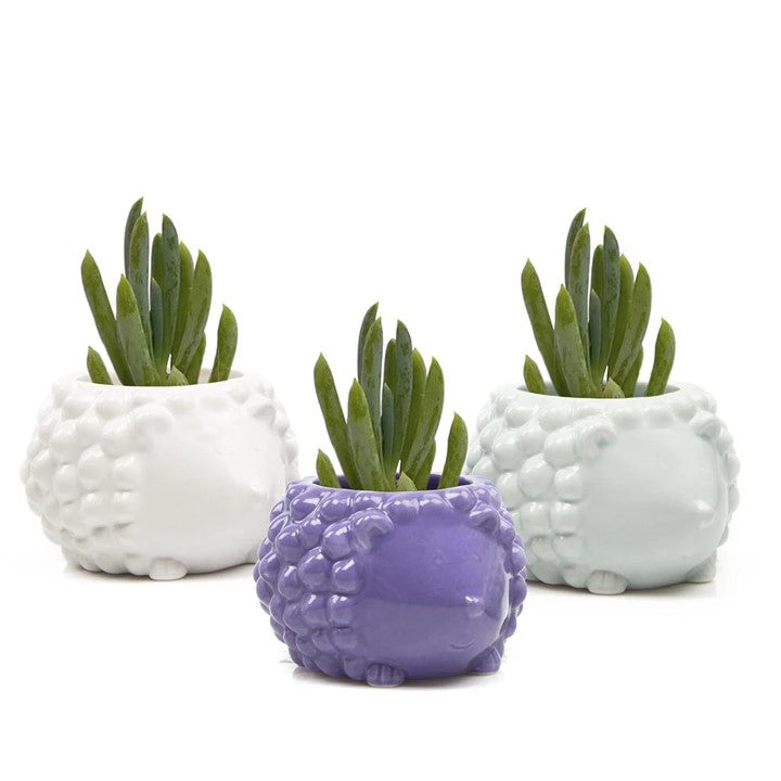 hedgehog succulent planter Hedgehog Planter - Assorted