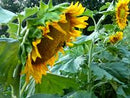 Sunspot Sunflower Seeds