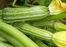 SESE: Squash: Costata Romanesca Seeds