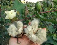 cotton seeds to plant Seeds Cotton, Erlene's Green