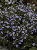 J&B: Germander-4.5 in