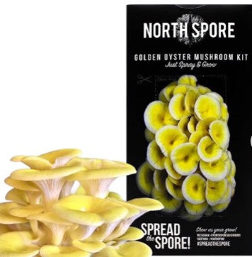 North Spore: Spray and Grow-Golden Oyster Mushroom-Grow Kit