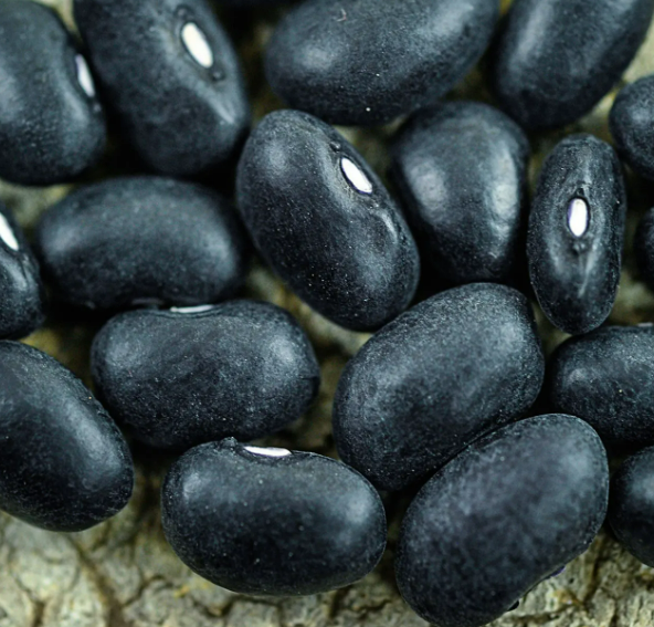 Beans: Black Turtle Seeds