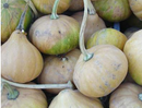 SESE: Seminole Pumpkin Seeds