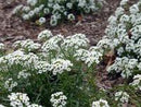 Sweet Alyssum Seeds