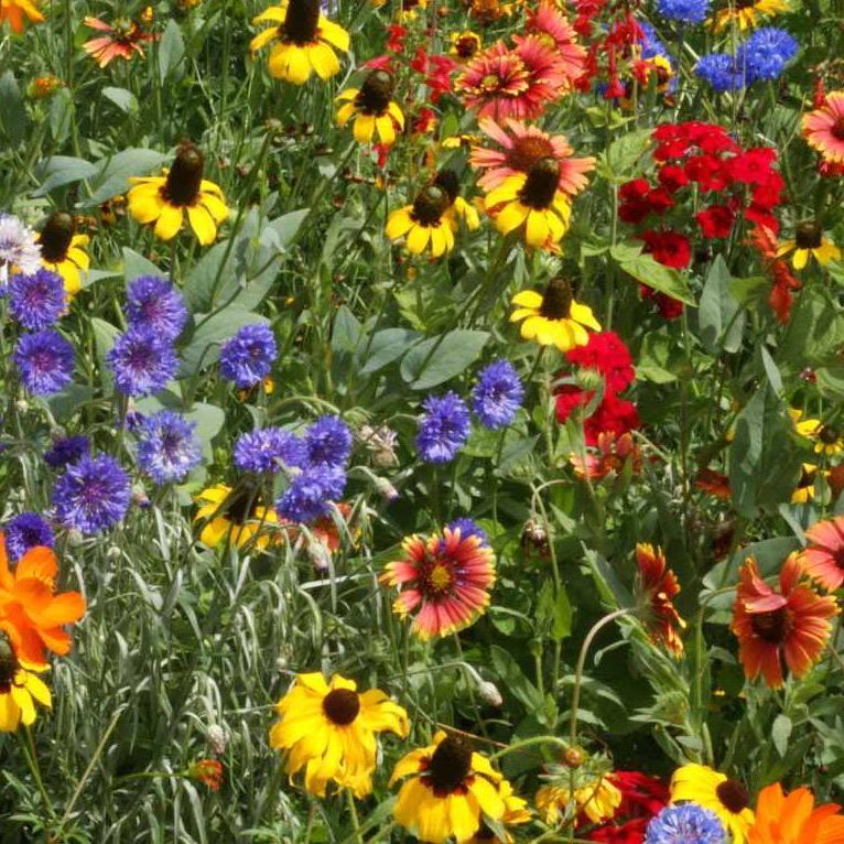 rolls of flower seeds Flower Mix: South East Native Mix Seeds