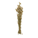 Botanica Collection