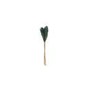 Botanica Collection