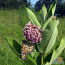 Common Milkweed Seeds
