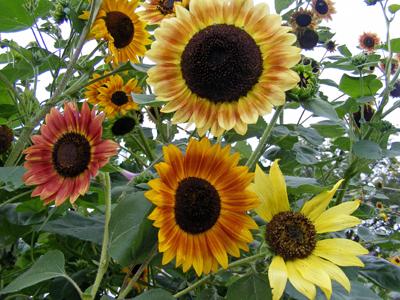 Selma Suns Sunflower Seeds