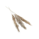 Botanica Collection