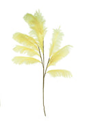 Botanica Collection