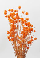 Botanica Collection