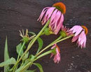 Echinacea Purpurea Coneflower Seeds