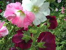 Outhouse Hollyhock Seeds