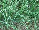 Garlic Chives Seeds