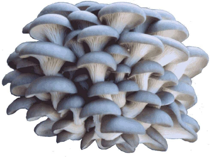 Blue Oyster Mushroom Log