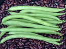 Provider Bean Seeds