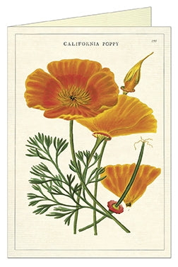 Cavallini Papers: California Poppy Greeting Card