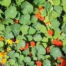 Nasturtium Blend Seeds