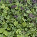 Ironman Mix Kale Seeds