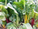 Prismatic Rainbow Chard Seeds