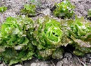 Drunken Woman Lettuce Seeds