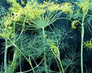 Bouquet Dill Seeds