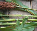 Sugar Drip Sorghum Seeds