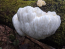 Lion's Mane Mushroom Log