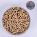 Organic Oats Cover Crop