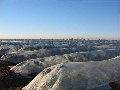 Agribon AG-30 .9oz/ft Frost Row Cover - 83 inch x 50 ft