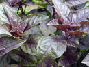 Dark Opal Basil Seeds