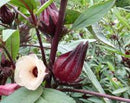 Thai Red Early Roselle Seeds