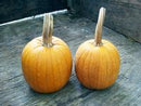 Small Sugar Pumpkin Seeds
