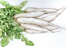Miyashige White Radish Seeds