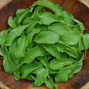 Astro Arugula Seeds