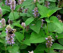 Anise Hyssop Seeds