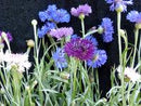 Polka Dot Bachelor's Button Seeds