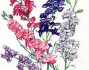 Galilee Larkspur Mix Seeds