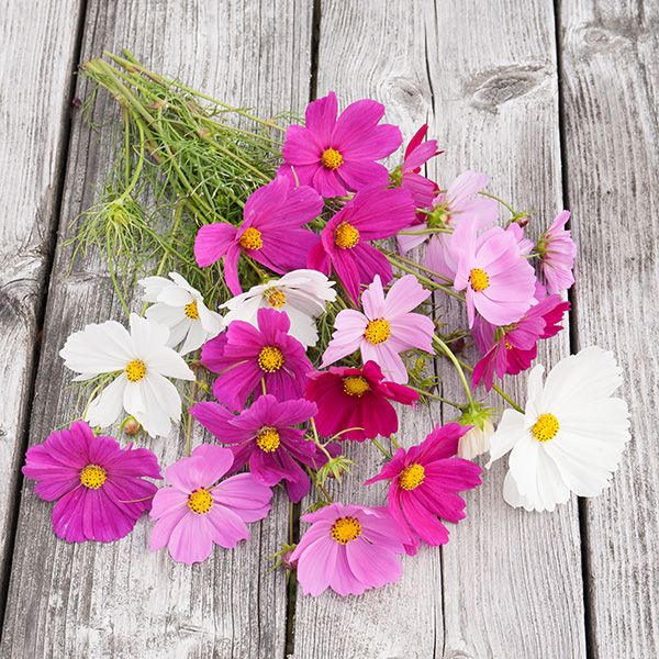 lavender cosmos flower Sensation Blend Cosmos Organic Seeds