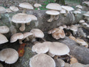 Shiitake Mushroom Log