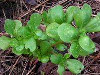 purslane plant seeds 71299