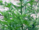 Sweet Annie Wormwood Seeds