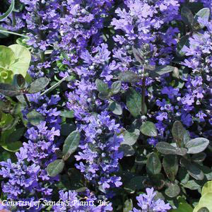Ajuga Chocolate Chip-Stepable-3.5 in