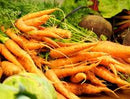 Danvers 126 Carrot Seeds