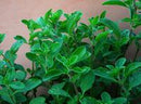 Sweet Marjoram Seeds