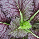 Red Giant Mustard Green Seeds