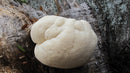 Lion's Mane Mushroom Log