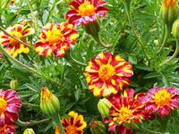 Red Metamorph French Marigold Seeds